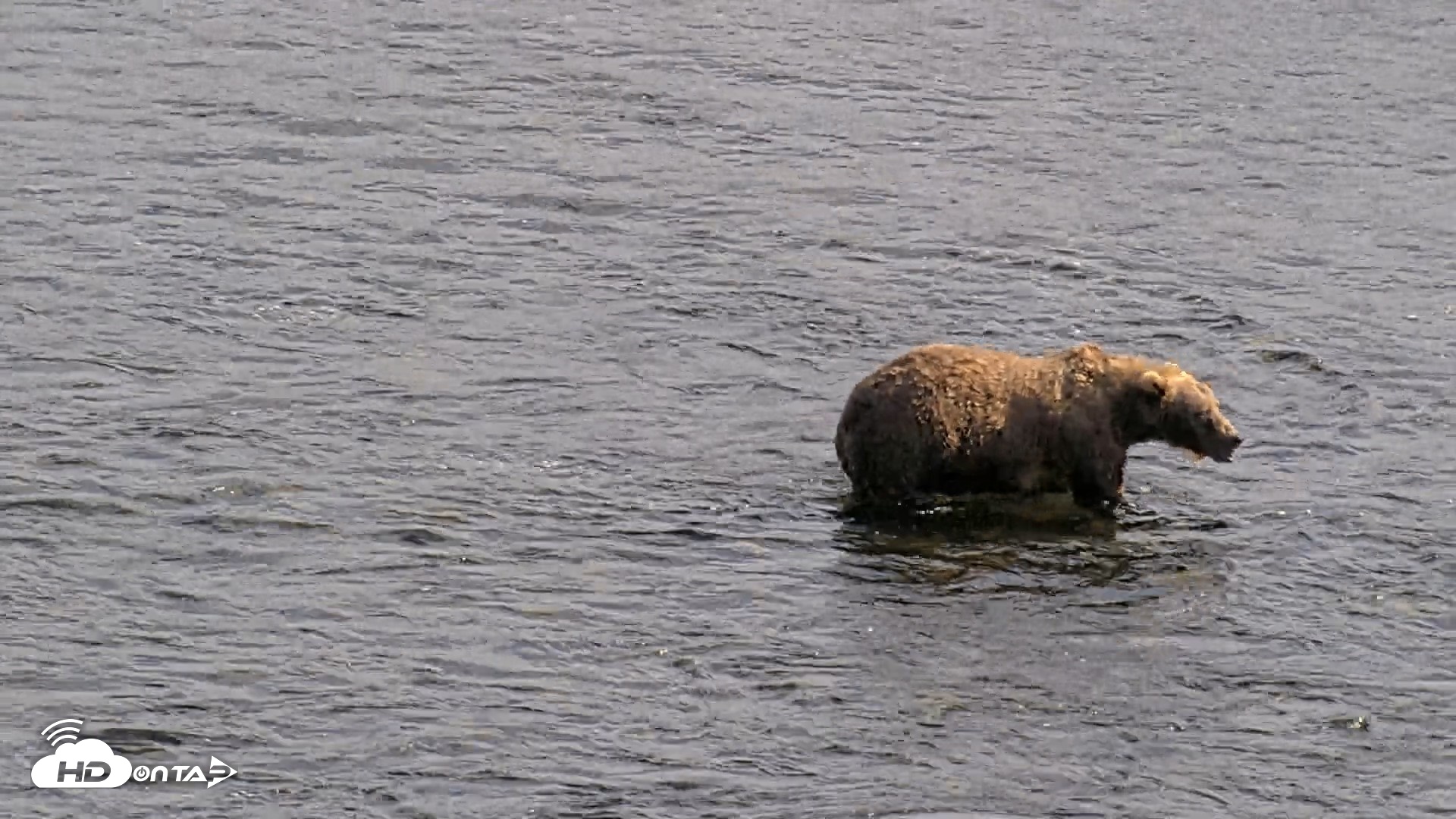 Snapshot of Kodiak Alaska Brown Bears Live Webcam taken Aug 27, 2026, 5:02pm AKDT