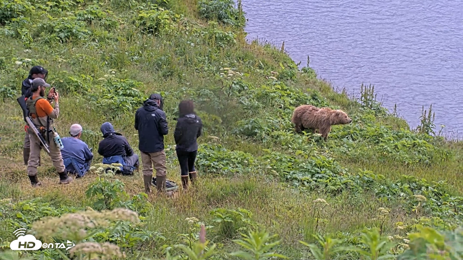 Snapshot of Kodiak Alaska Brown Bears Live Webcam taken Jul 25, 2026, 2:17pm AKDT
