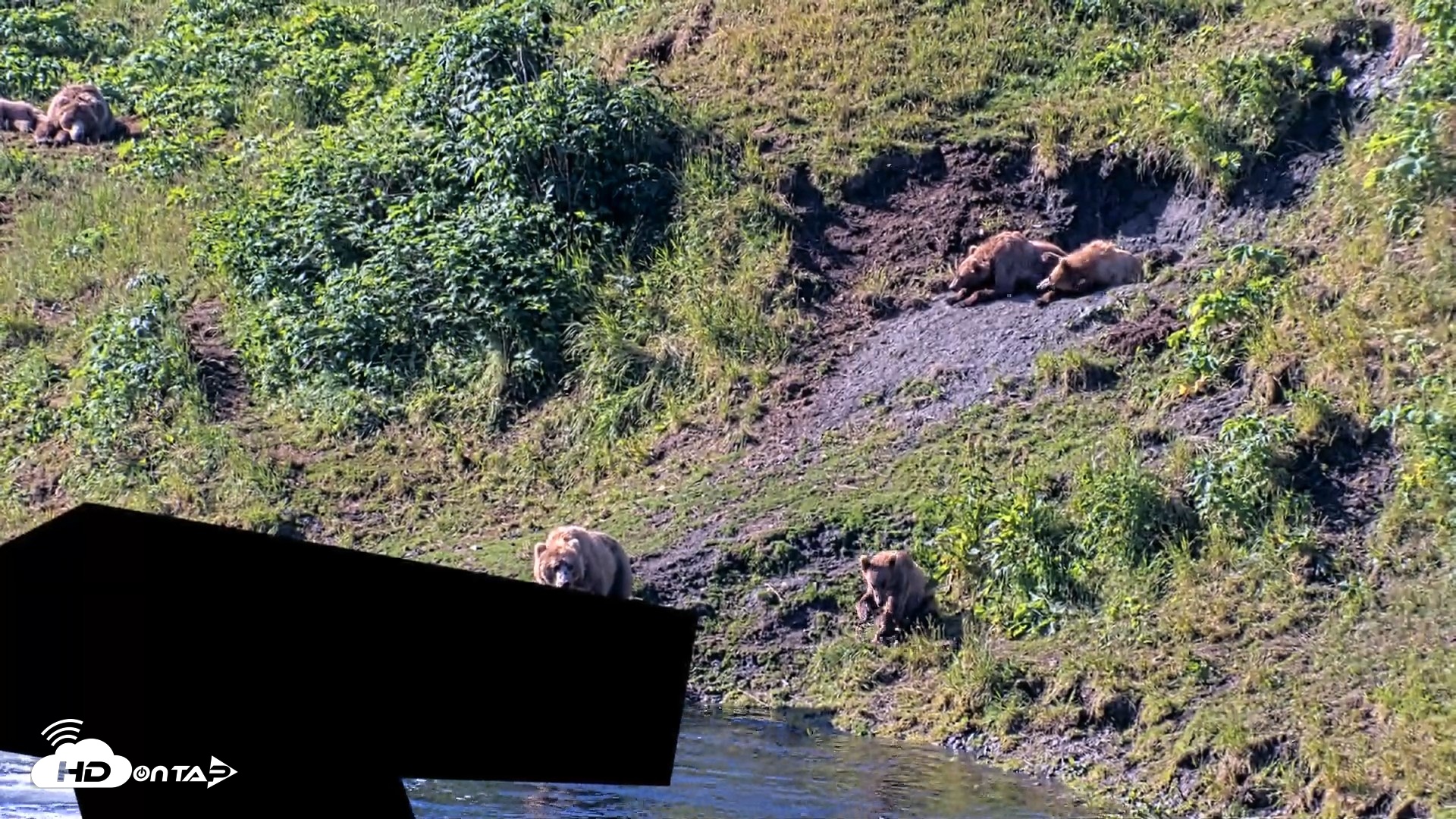 Snapshot of Kodiak Alaska Brown Bears Live Webcam taken Jul 29, 2026, 10:15am AKDT