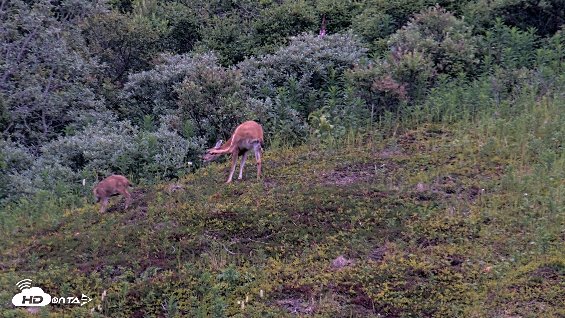 Snapshot of Kodiak Alaska Brown Bears Live Webcam taken Aug 9, 2026, 9:50pm AKDT