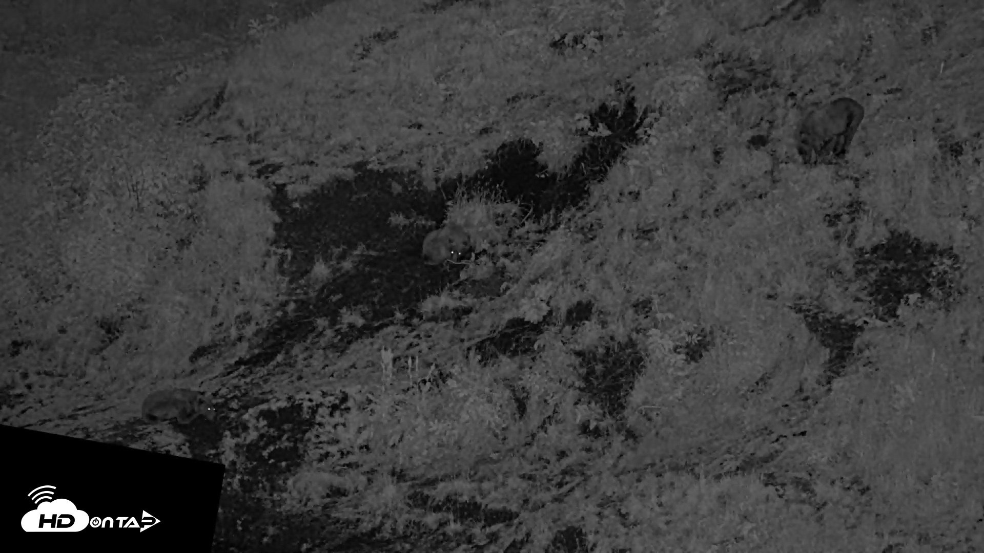 Snapshot of Kodiak Alaska Brown Bears Live Webcam taken Aug 5, 2026, 11:13pm AKDT