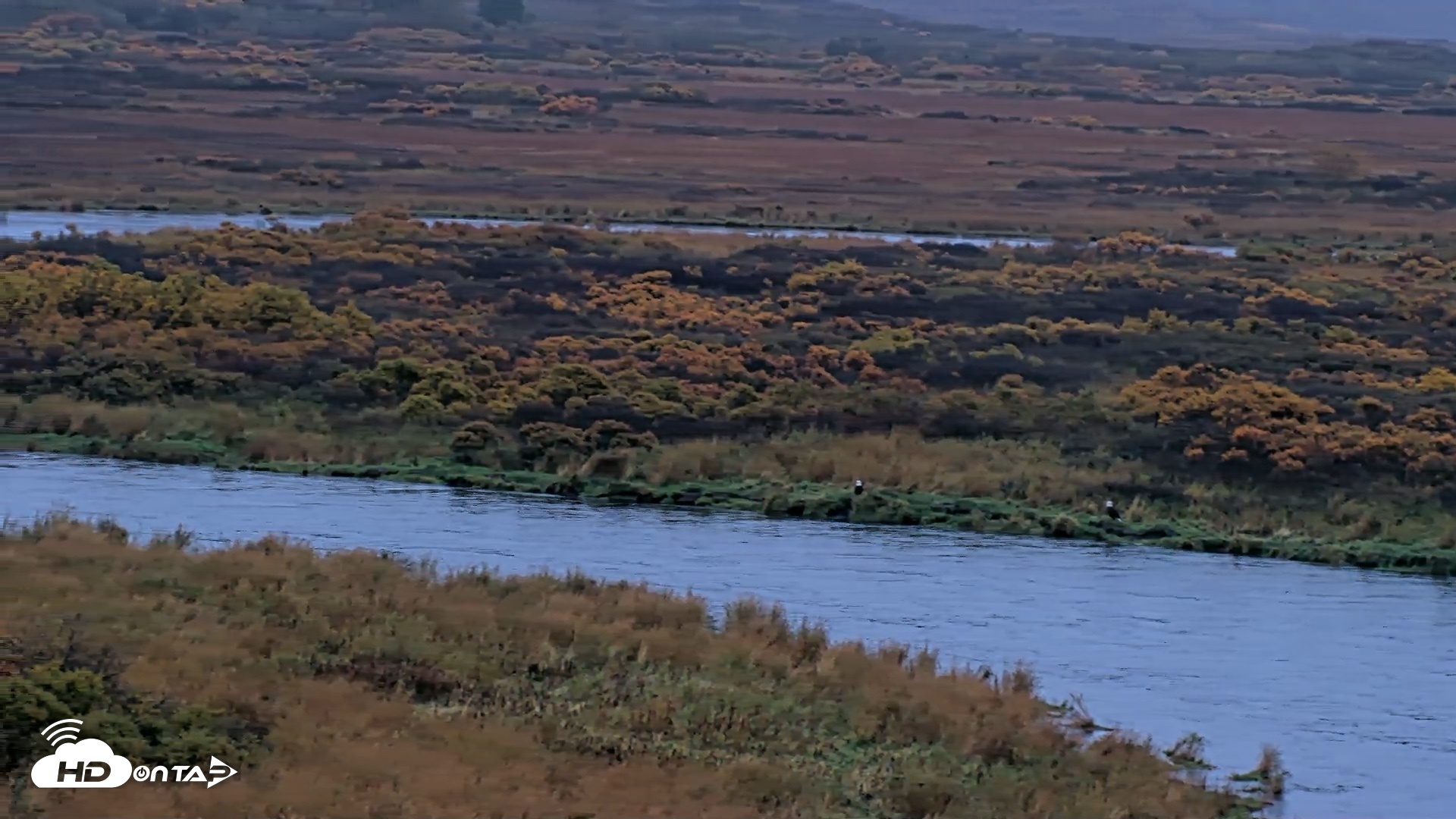 Snapshot of Kodiak Alaska Brown Bears Live Webcam taken Oct 5, 2026, 8:28am AKDT