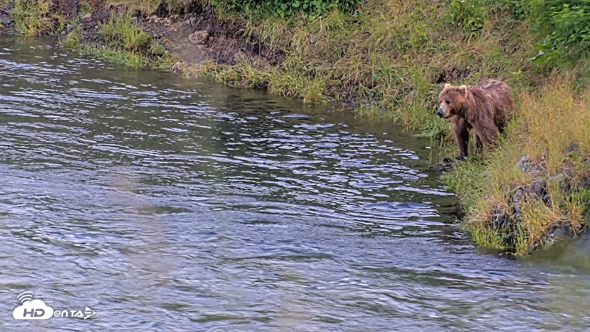 Snapshot of Kodiak Alaska Brown Bears Live Webcam taken Jul 29, 2026, 10:04pm AKDT