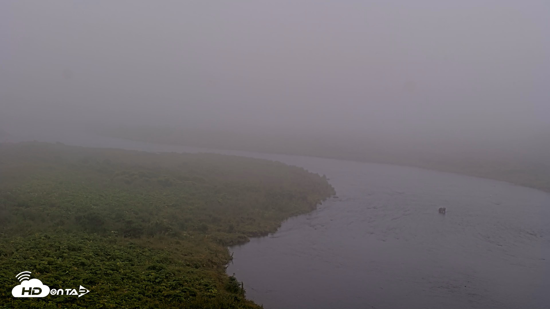 Snapshot of Kodiak Alaska Brown Bears Live Webcam taken Aug 10, 2026, 9:16am AKDT