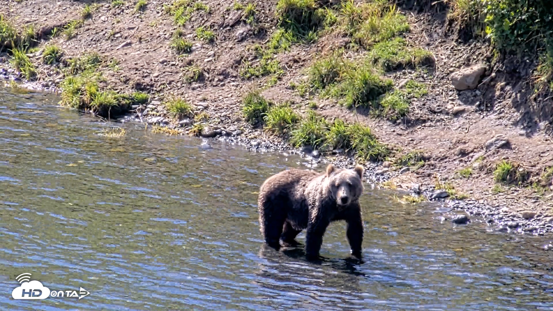 Snapshot of Kodiak Alaska Brown Bears Live Webcam taken Aug 23, 2026, 12:32pm AKDT