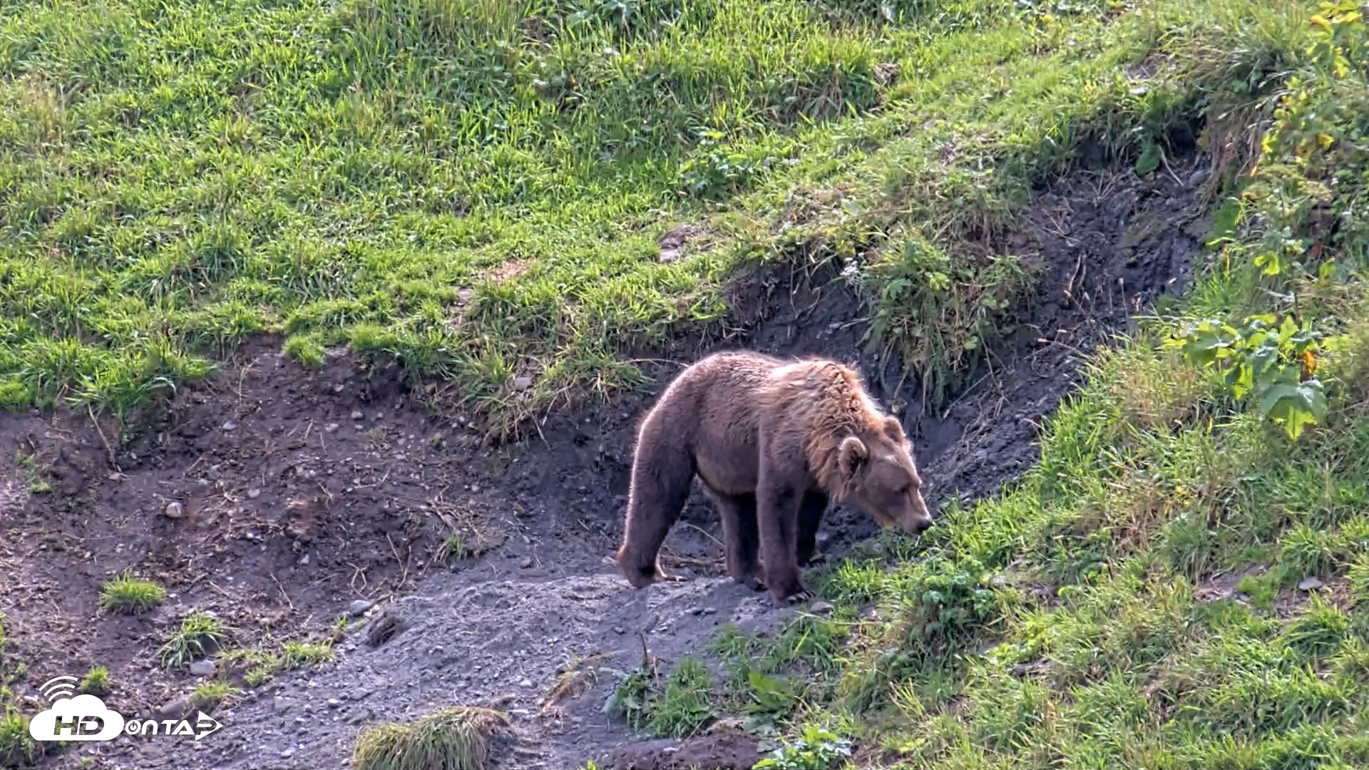 Snapshot of Kodiak Alaska Brown Bears Live Webcam taken Aug 23, 2026, 2:26pm AKDT