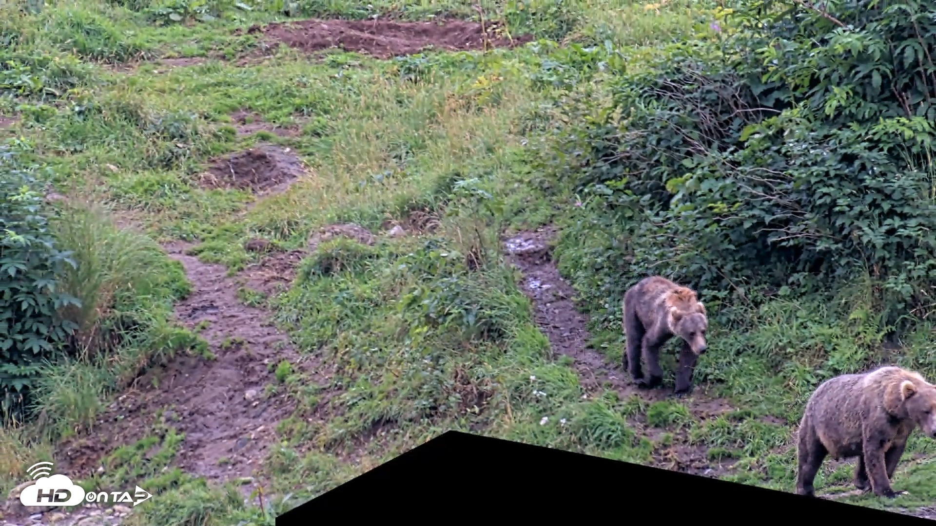 Snapshot of Kodiak Alaska Brown Bears Live Webcam taken Aug 20, 2026, 7:28pm AKDT