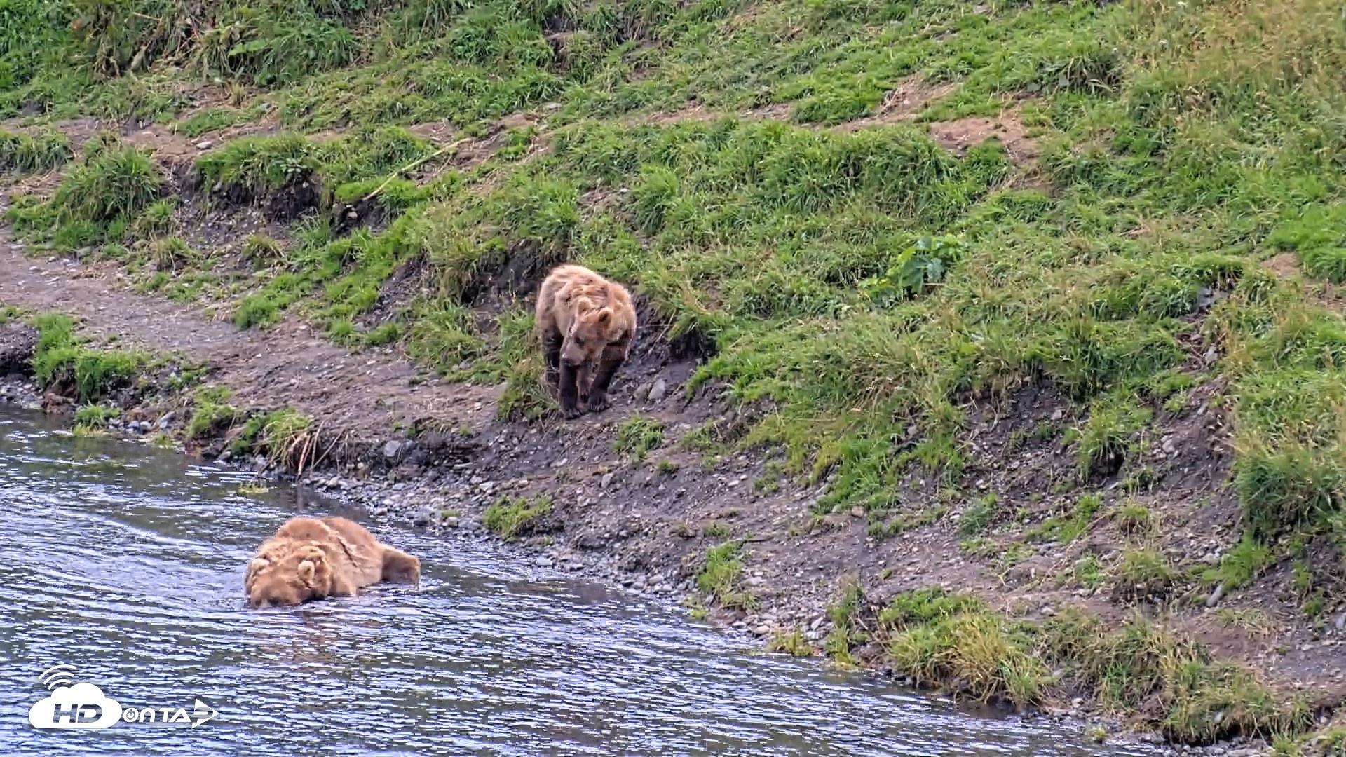 Snapshot of Kodiak Alaska Brown Bears Live Webcam taken Aug 22, 2026, 4:03pm AKDT