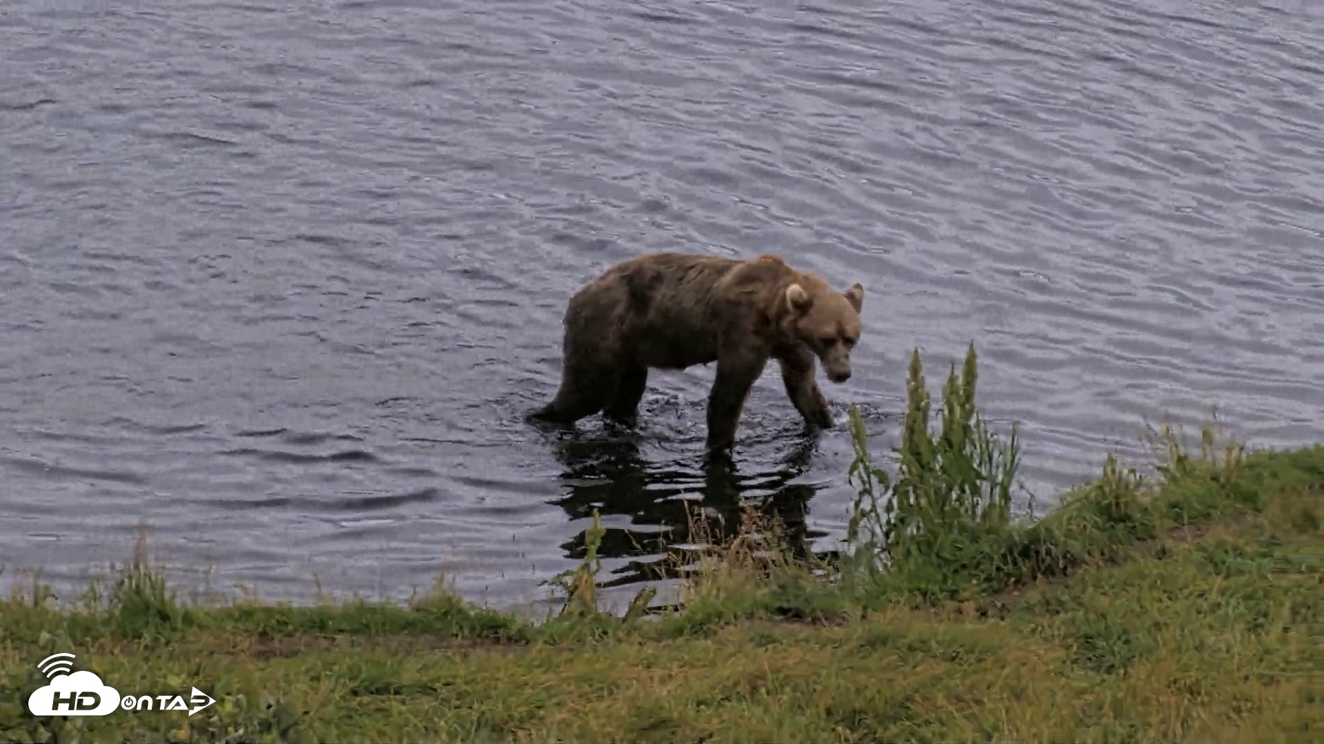Snapshot of Kodiak Alaska Brown Bears Live Webcam taken Aug 21, 2026, 4:40pm AKDT