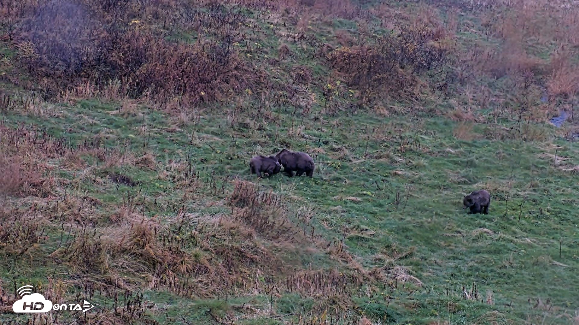 Snapshot of Kodiak Alaska Brown Bears Live Webcam taken Oct 12, 2026, 6:58pm AKDT