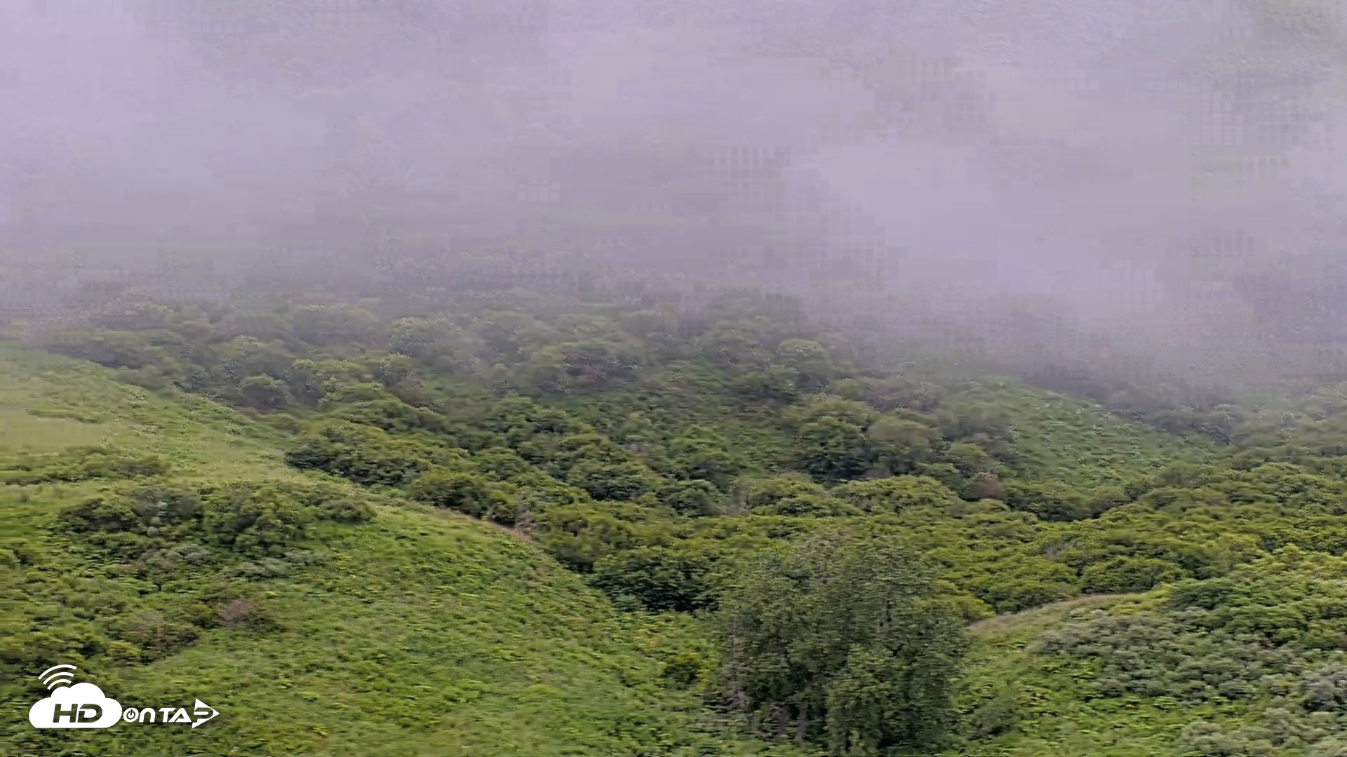 Snapshot of Kodiak Alaska Brown Bears Live Webcam taken Aug 2, 2026, 8:50am AKDT