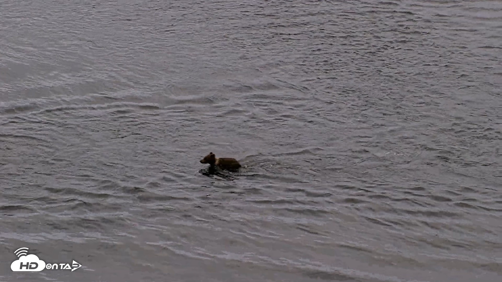 Snapshot of Kodiak Alaska Brown Bears Live Webcam taken Aug 19, 2026, 9:29pm AKDT