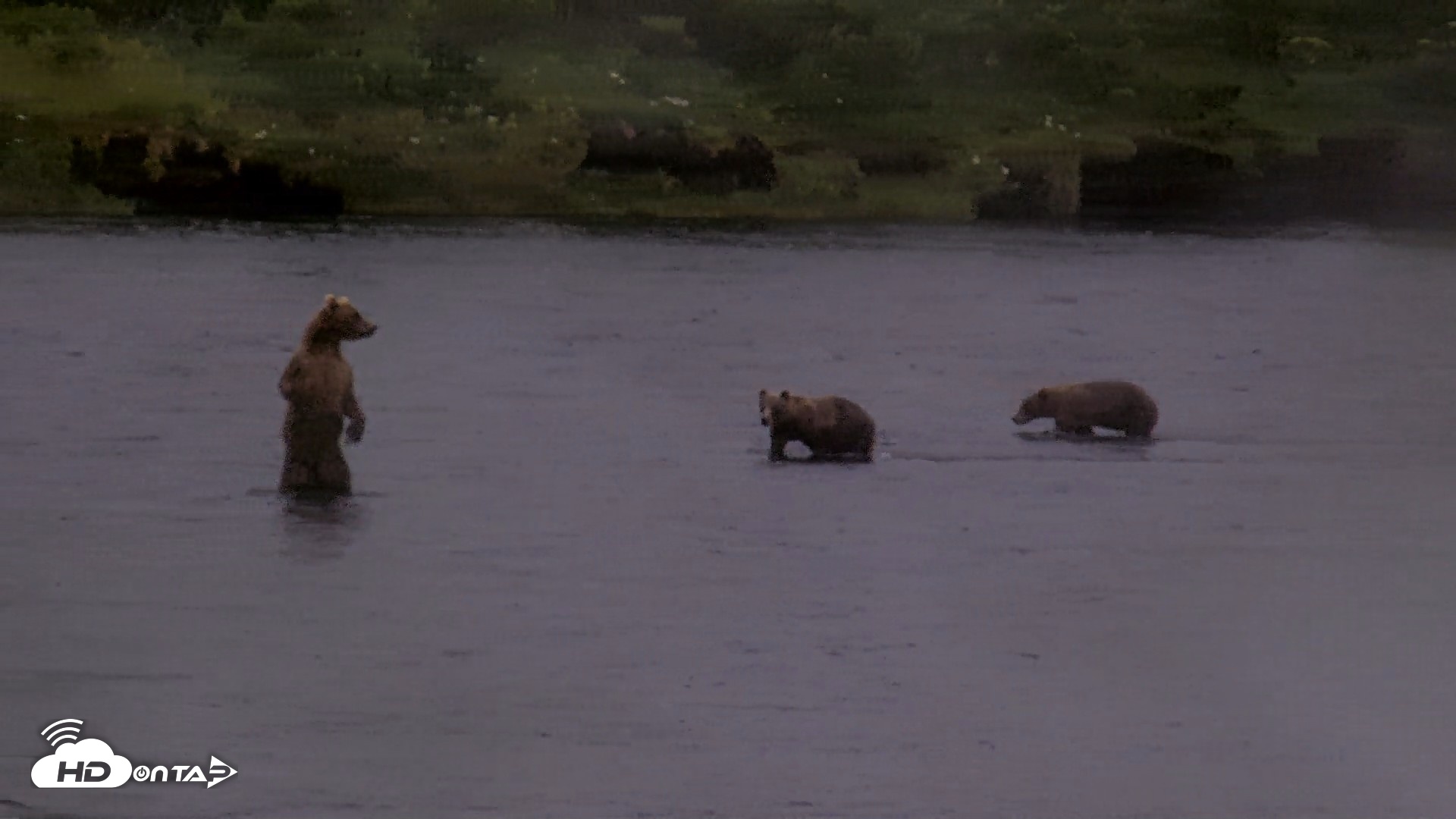 Snapshot of Kodiak Alaska Brown Bears Live Webcam taken Aug 13, 2026, 5:30pm AKDT