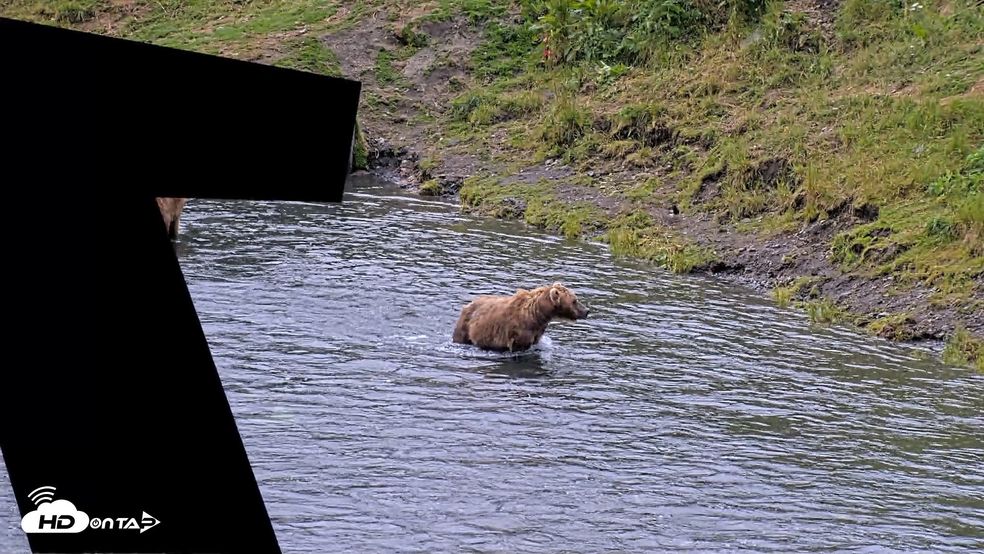 Snapshot of Kodiak Alaska Brown Bears Live Webcam taken Aug 3, 2026, 8:38am AKDT