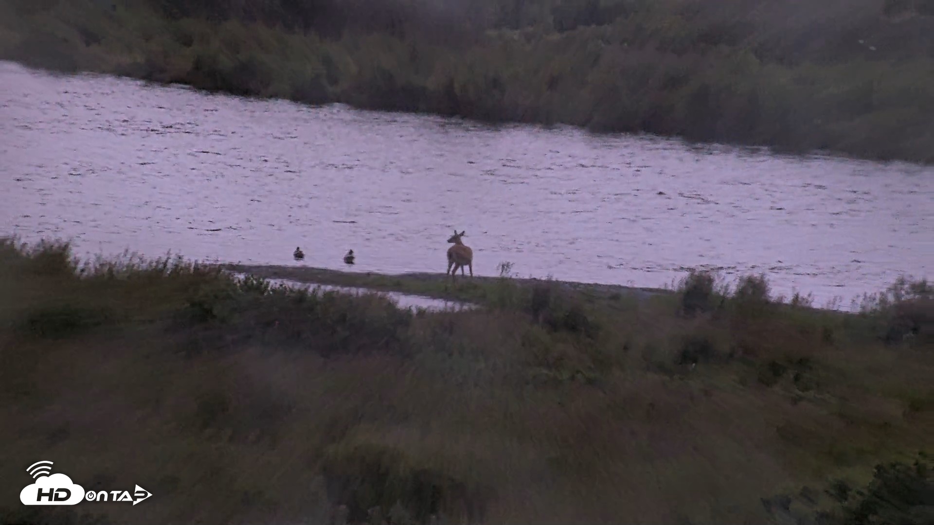 Snapshot of Kodiak Alaska Brown Bears Live Webcam taken Aug 14, 2026, 6:53am AKDT