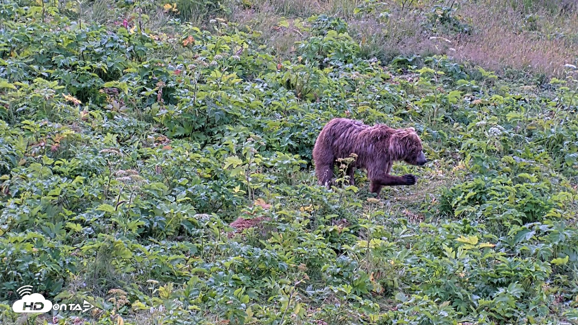 Snapshot of Kodiak Alaska Brown Bears Live Webcam taken Aug 2, 2026, 9:02am AKDT