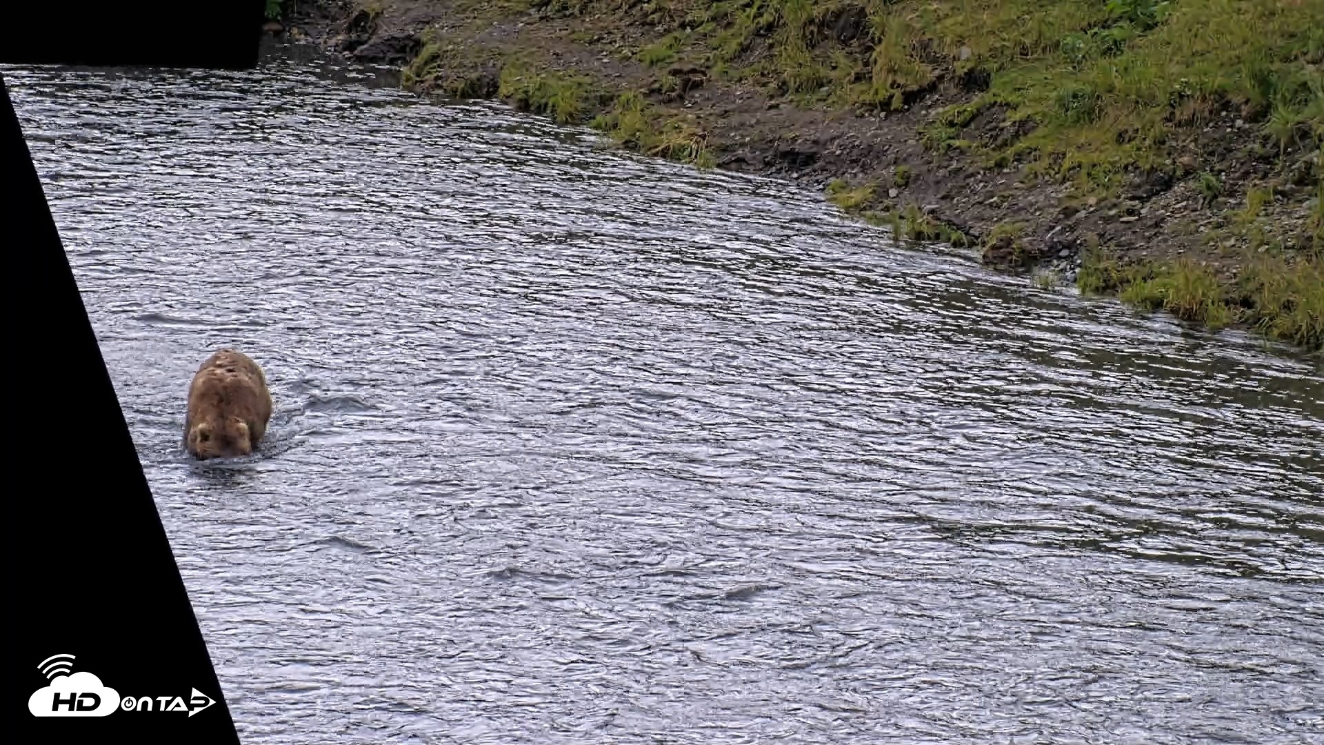 Snapshot of Kodiak Alaska Brown Bears Live Webcam taken Aug 6, 2026, 11:46am AKDT