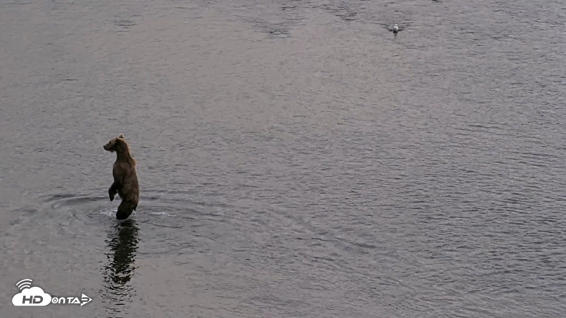 Snapshot of Kodiak Alaska Brown Bears Live Webcam taken Aug 20, 2026, 8:30pm AKDT