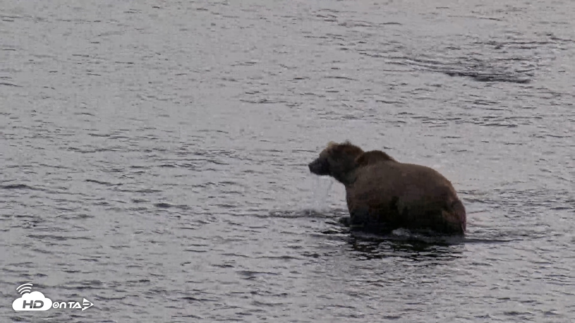 Snapshot of Kodiak Alaska Brown Bears Live Webcam taken Aug 20, 2026, 5:47pm AKDT