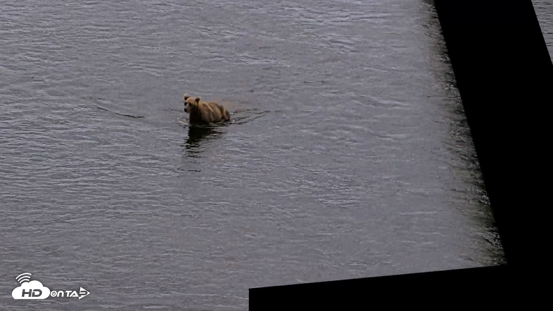 Snapshot of Kodiak Alaska Brown Bears Live Webcam taken Aug 20, 2026, 8:16pm AKDT