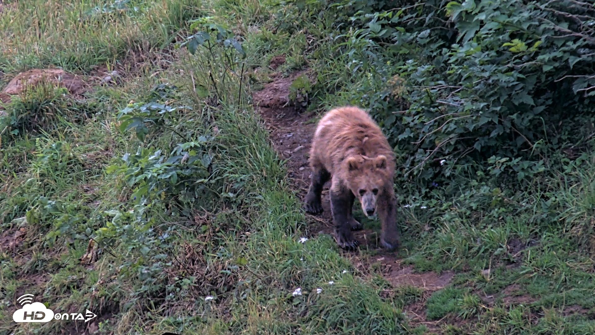 Snapshot of Kodiak Alaska Brown Bears Live Webcam taken Aug 12, 2026, 7:06am AKDT