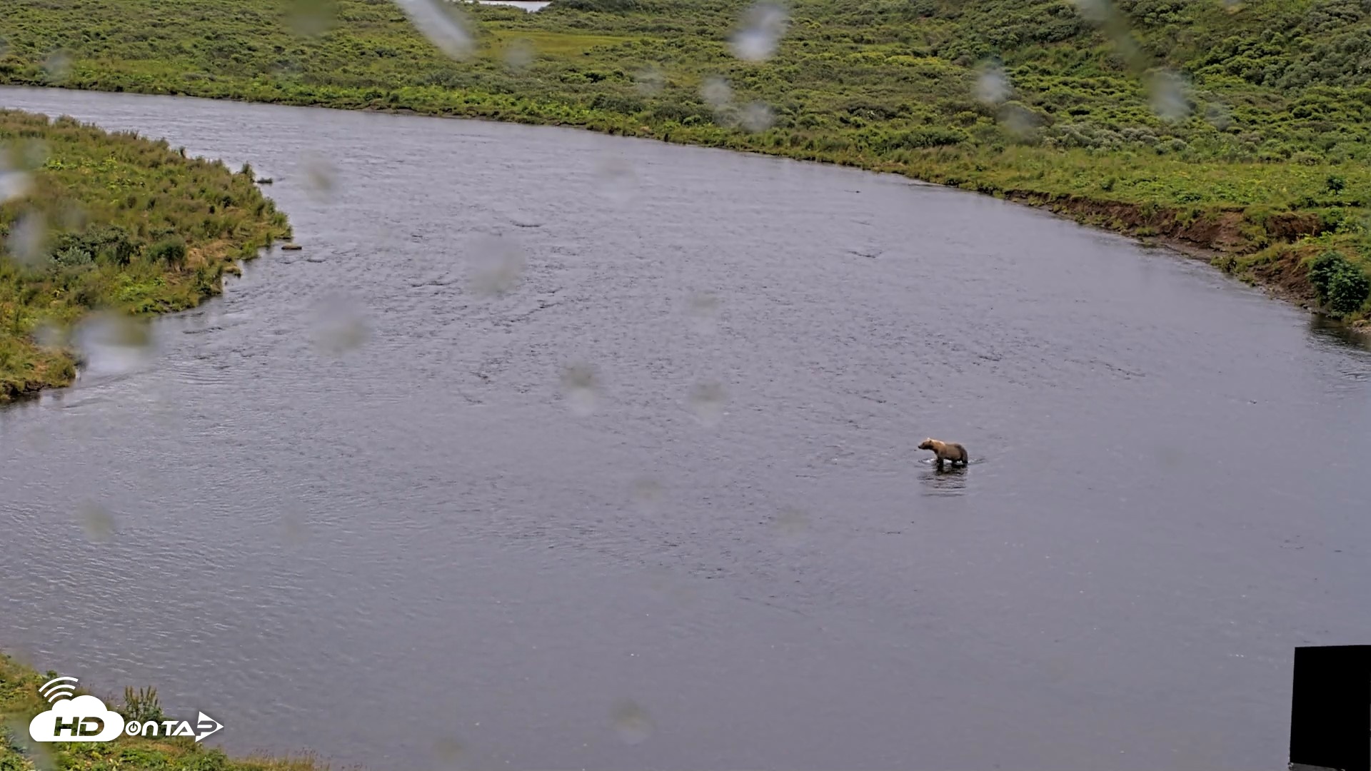 Snapshot of Kodiak Alaska Brown Bears Live Webcam taken Aug 12, 2026, 12:42pm AKDT