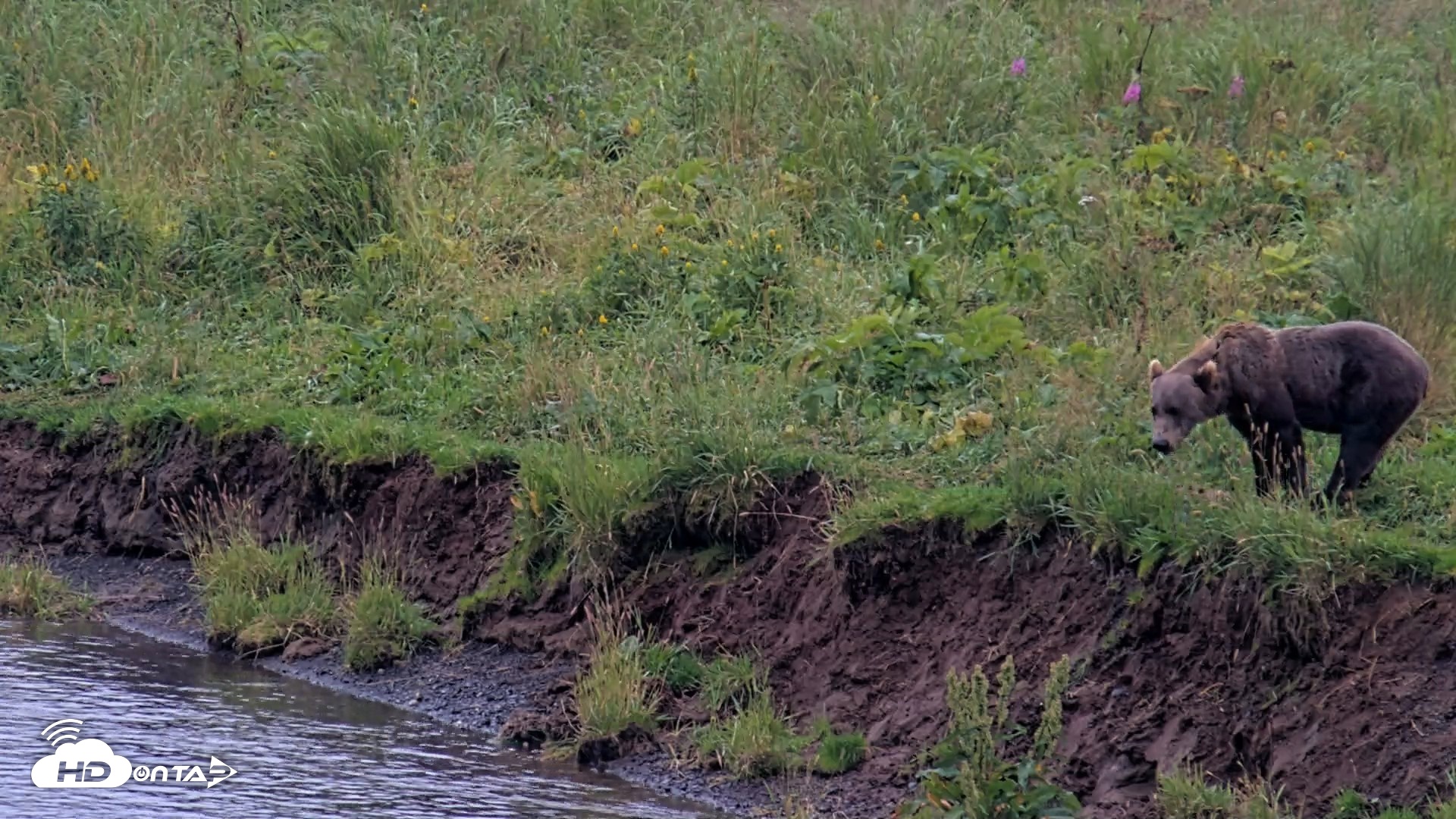 Snapshot of Kodiak Alaska Brown Bears Live Webcam taken Aug 17, 2026, 7:12pm AKDT