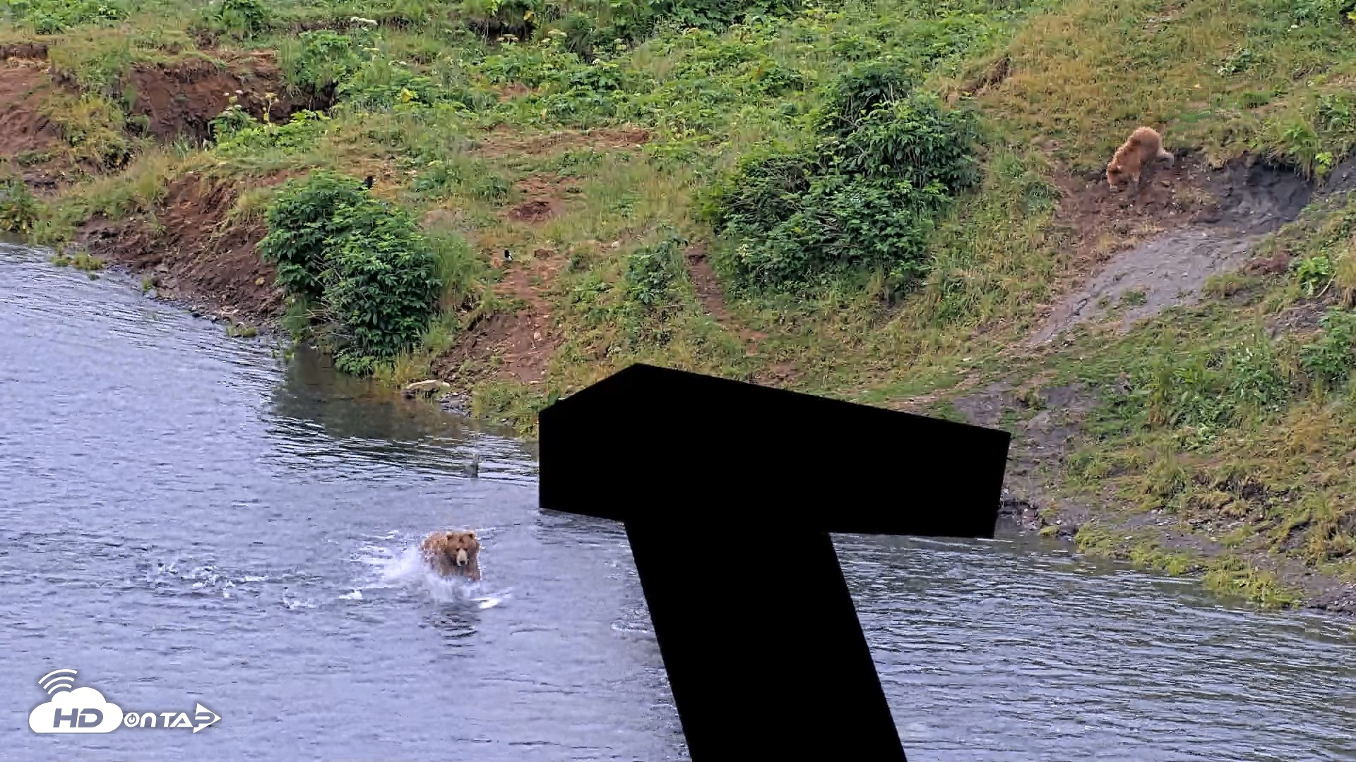 Snapshot of Kodiak Alaska Brown Bears Live Webcam taken Aug 2, 2026, 8:52am AKDT