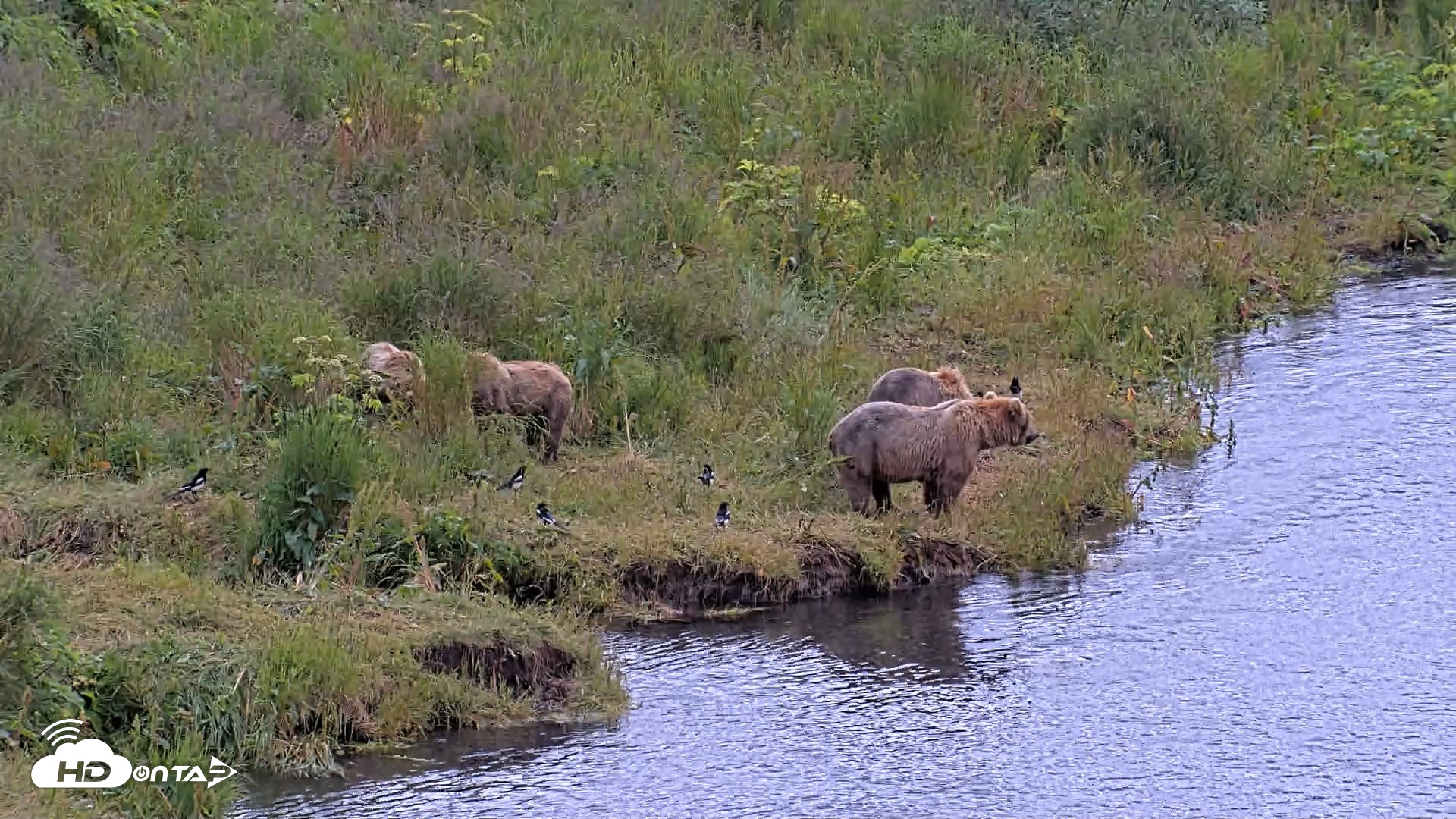 Snapshot of Kodiak Alaska Brown Bears Live Webcam taken Aug 2, 2026, 12:24pm AKDT
