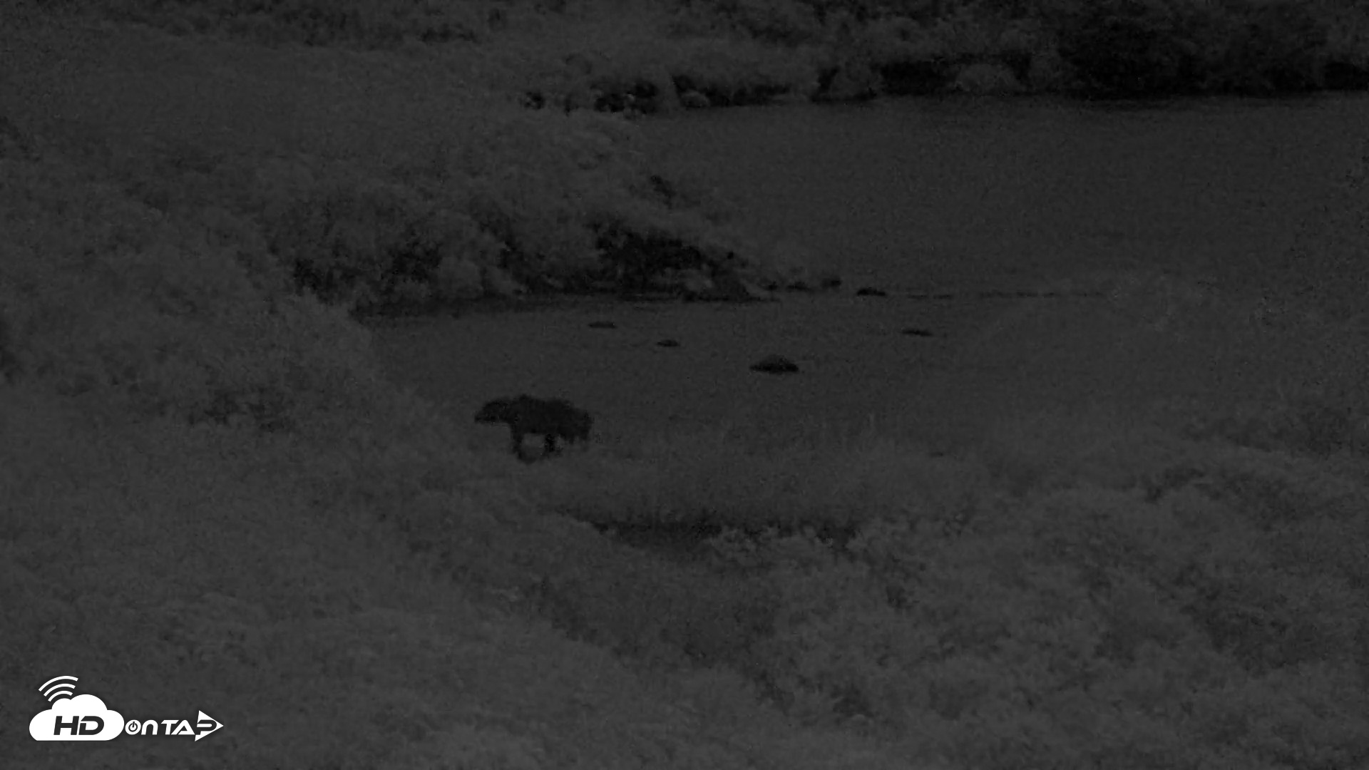 Snapshot of Kodiak Alaska Brown Bears Live Webcam taken Aug 3, 2026, 11:06pm AKDT