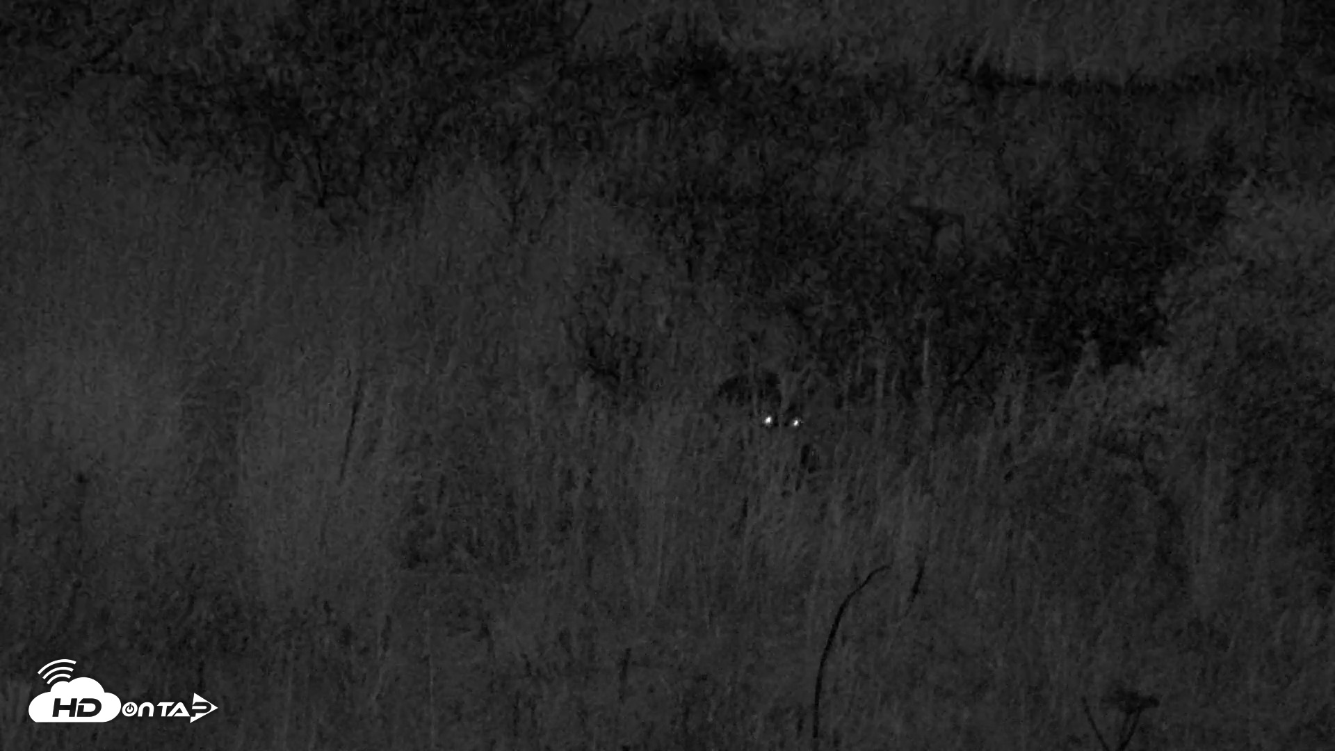 Snapshot of Kodiak Alaska Brown Bears Live Webcam taken Oct 3, 2026, 8:22pm AKDT