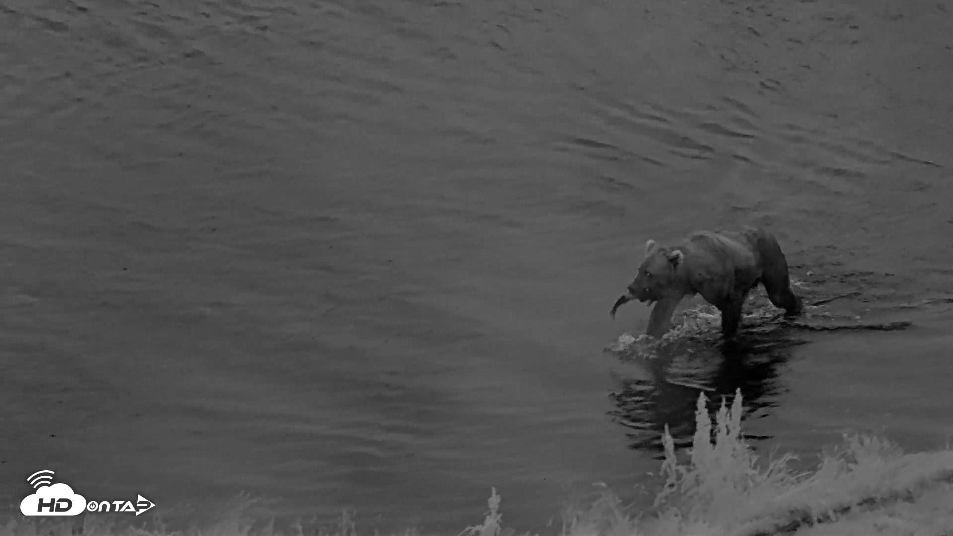 Snapshot of Kodiak Alaska Brown Bears Live Webcam taken Aug 19, 2026, 6:54am AKDT