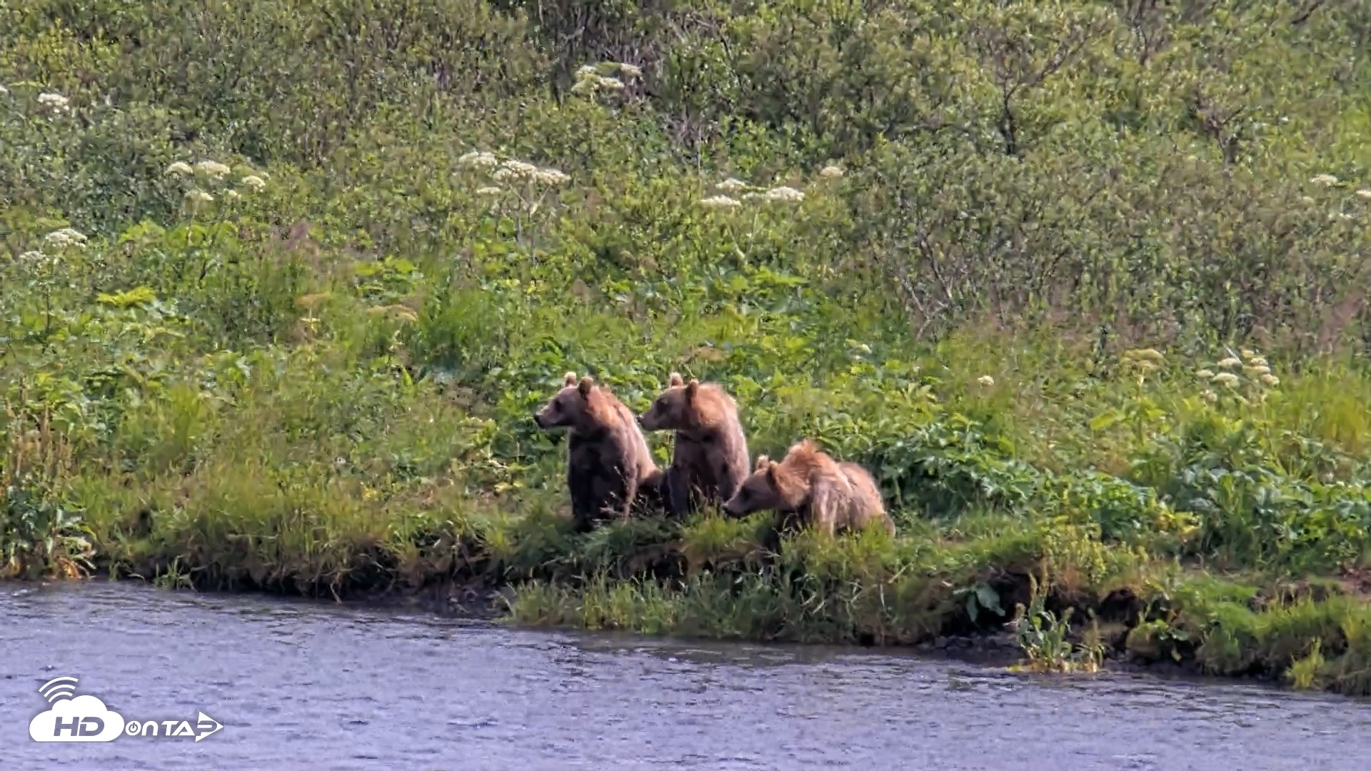 Snapshot of Kodiak Alaska Brown Bears Live Webcam taken Aug 6, 2026, 3:27pm AKDT