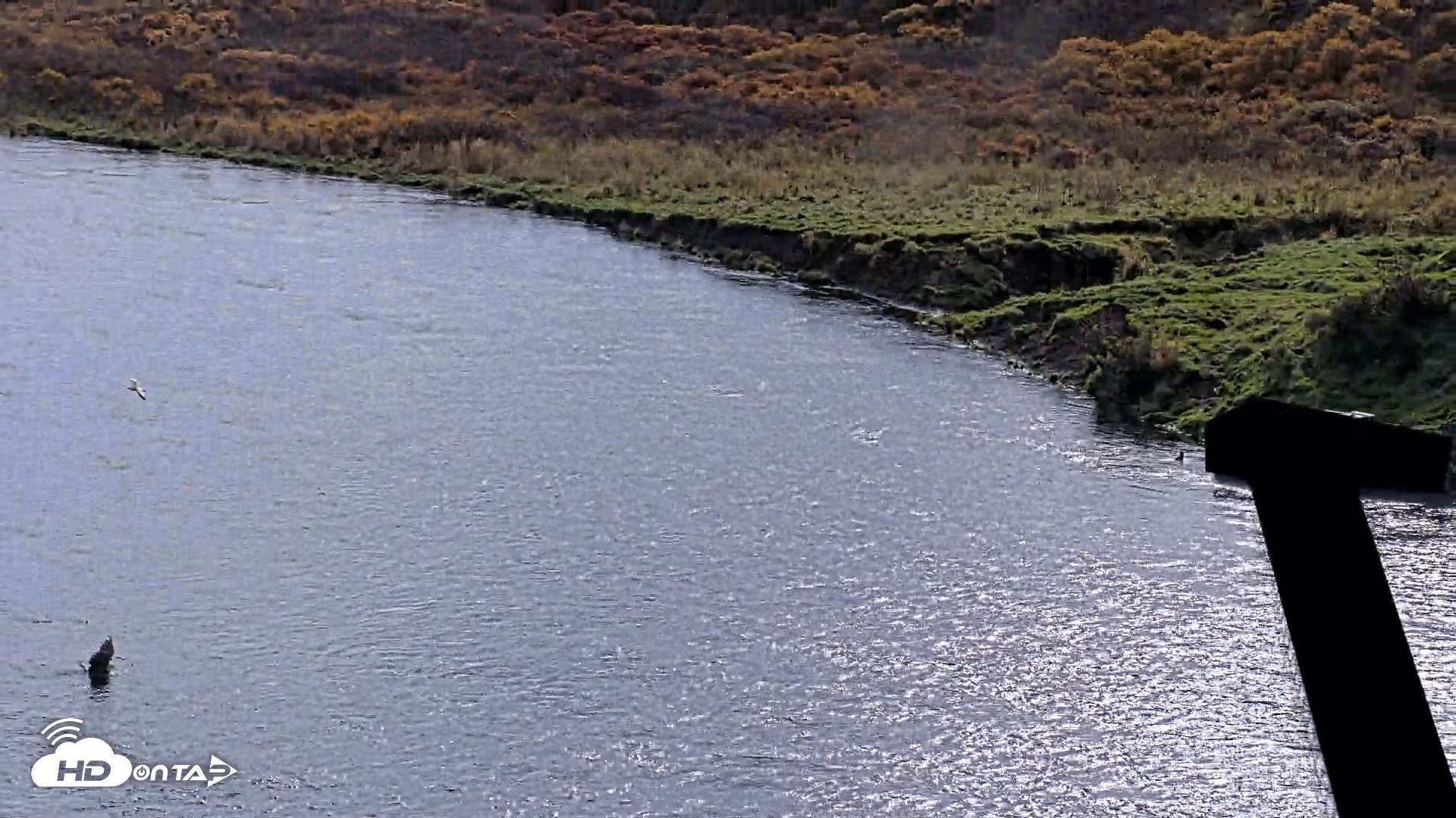 Snapshot of Kodiak Alaska Brown Bears Live Webcam taken Oct 8, 2026, 1:16pm AKDT