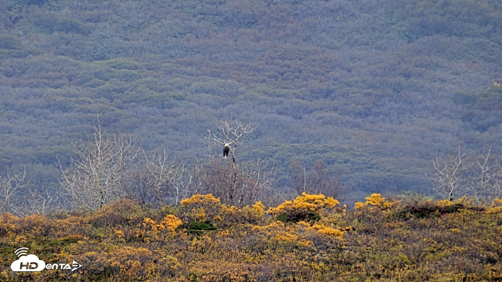 Snapshot of Kodiak Alaska Brown Bears Live Webcam taken Oct 6, 2026, 10:40am AKDT