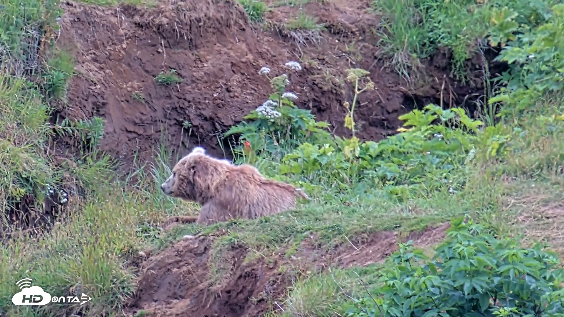 Snapshot of Kodiak Alaska Brown Bears Live Webcam taken Aug 3, 2026, 3:21pm AKDT