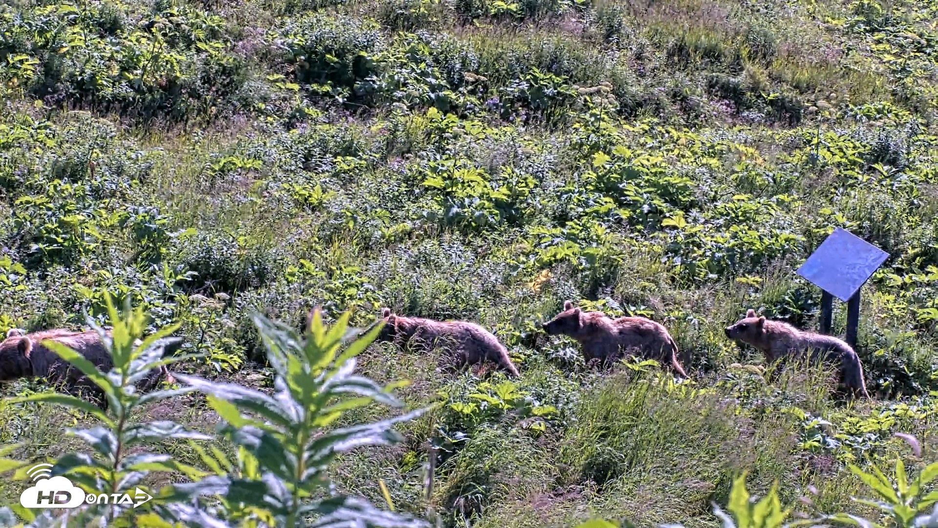 Snapshot of Kodiak Alaska Brown Bears Live Webcam taken Jul 30, 2026, 10:44am AKDT
