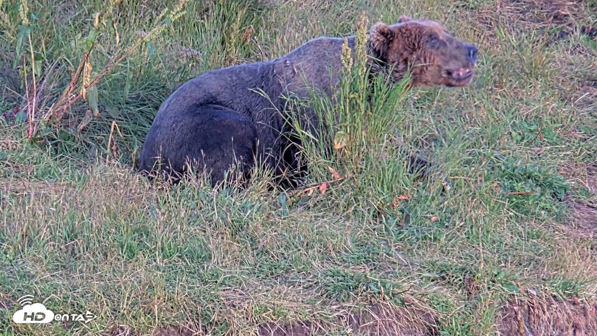 Snapshot of Kodiak Alaska Brown Bears Live Webcam taken Aug 11, 2026, 8:16pm AKDT