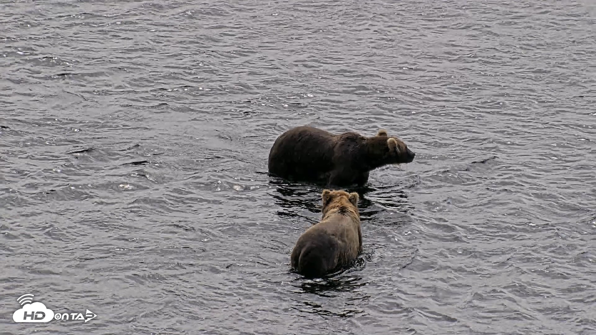 Snapshot of Kodiak Alaska Brown Bears Live Webcam taken Aug 1, 2026, 12:47pm AKDT