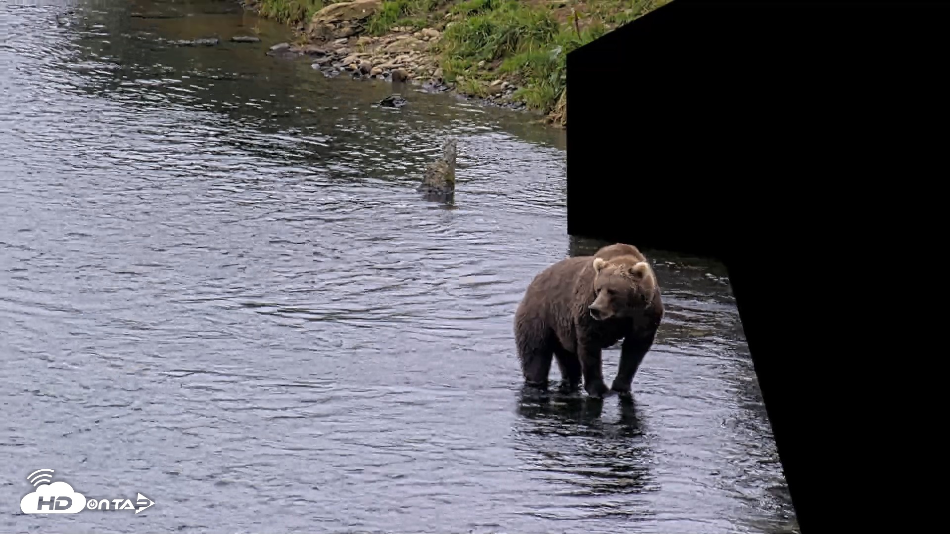 Snapshot of Kodiak Alaska Brown Bears Live Webcam taken Aug 18, 2026, 5:16pm AKDT
