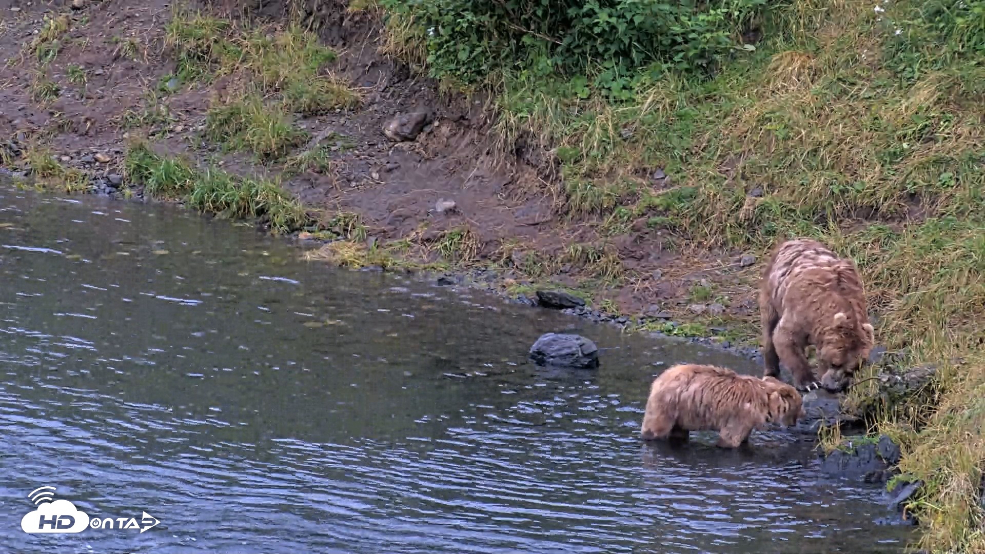 Snapshot of Kodiak Alaska Brown Bears Live Webcam taken Aug 13, 2026, 8:27pm AKDT