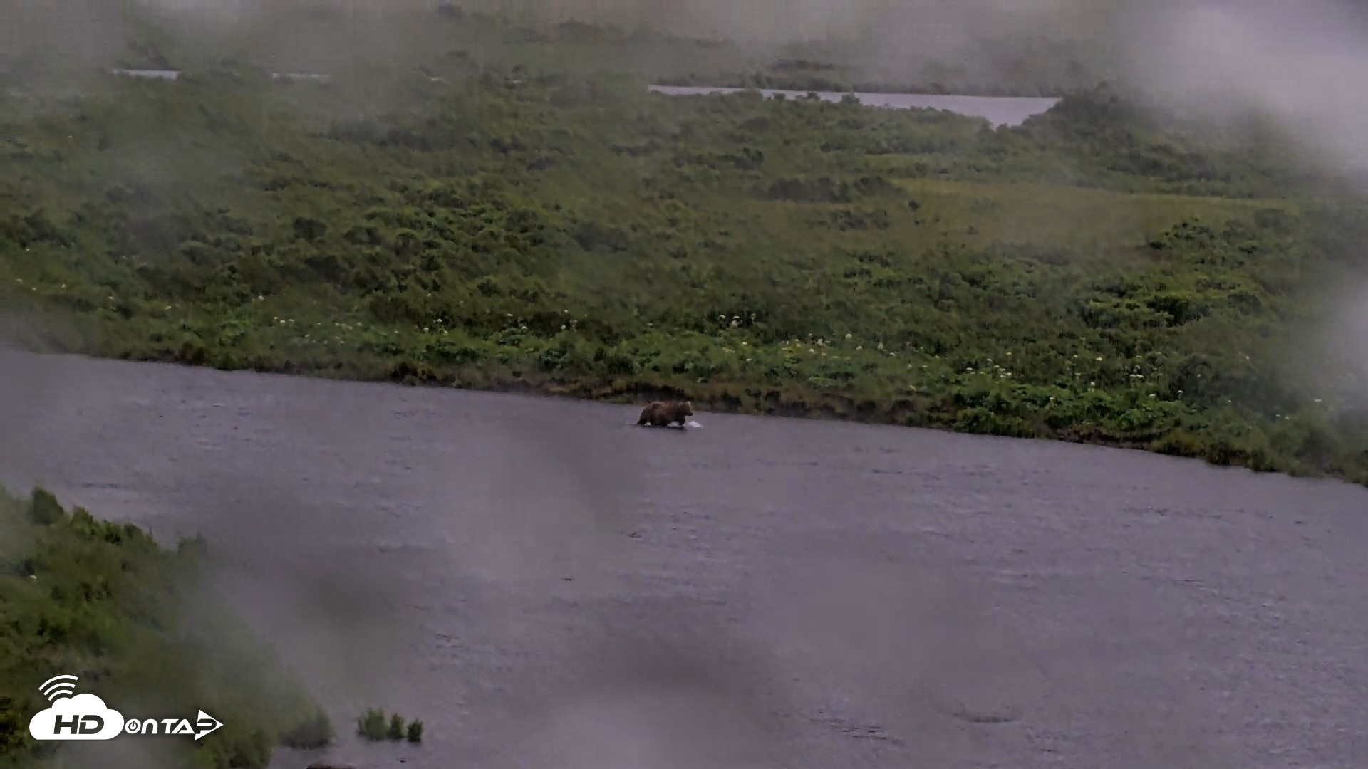 Snapshot of Kodiak Alaska Brown Bears Live Webcam taken Jul 21, 2026, 10:24am AKDT