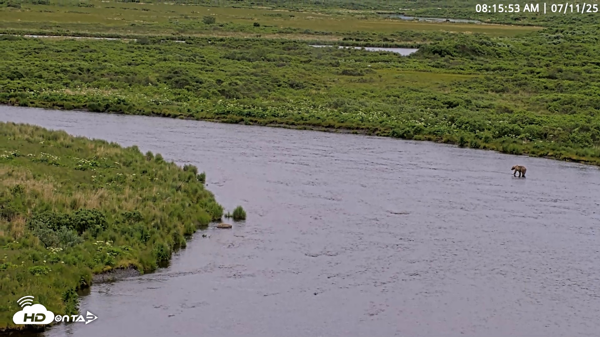 Snapshot of Kodiak Alaska Brown Bears Live Webcam taken Jul 11, 2025, 8:16am AKDT