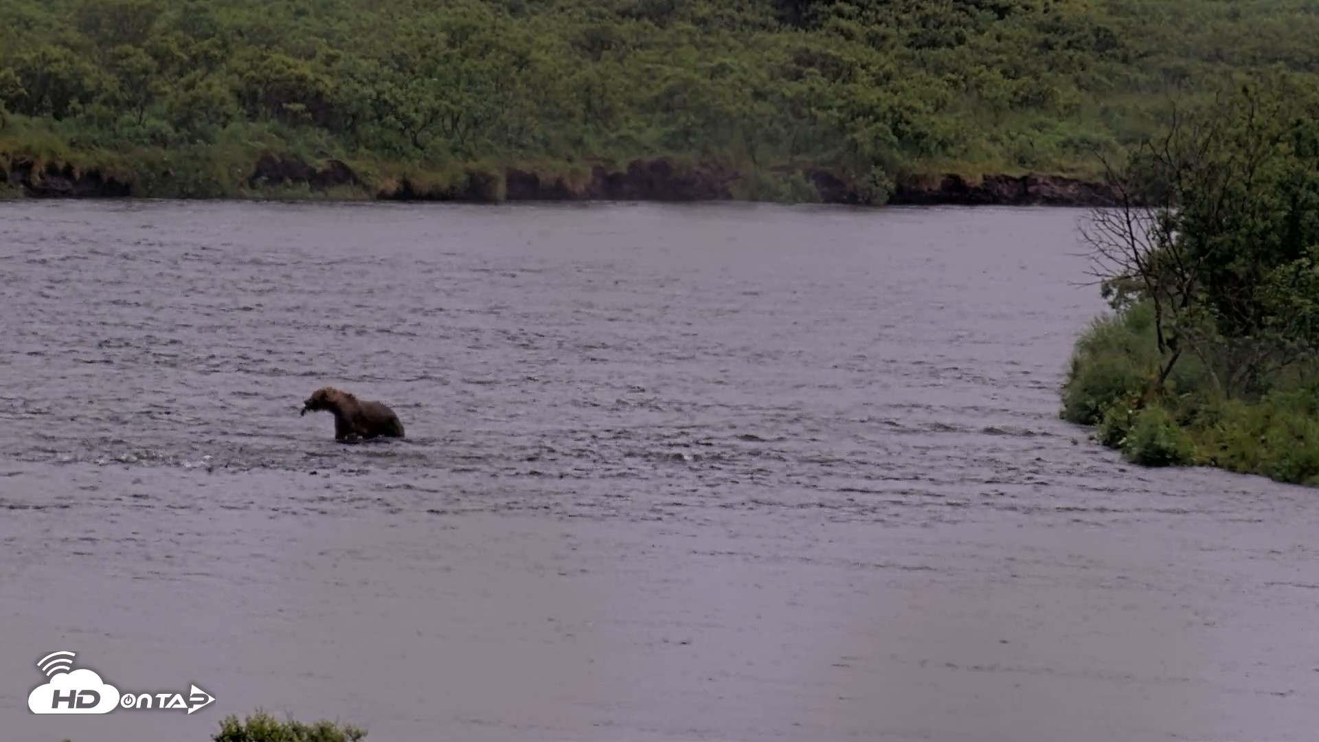 Snapshot of Kodiak Alaska Brown Bears Live Webcam taken Jul 21, 2026, 2:19pm AKDT