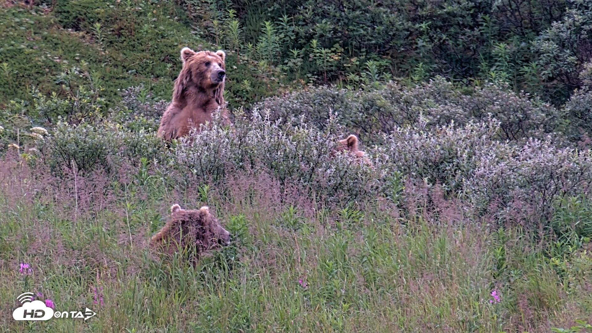 Snapshot of Kodiak Alaska Brown Bears Live Webcam taken Aug 11, 2026, 7:47am AKDT
