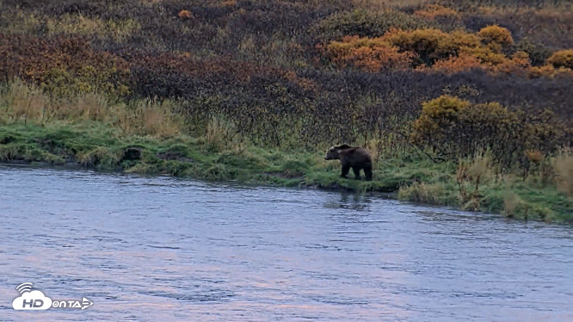 Snapshot of Kodiak Alaska Brown Bears Live Webcam taken Oct 8, 2026, 8:49am AKDT
