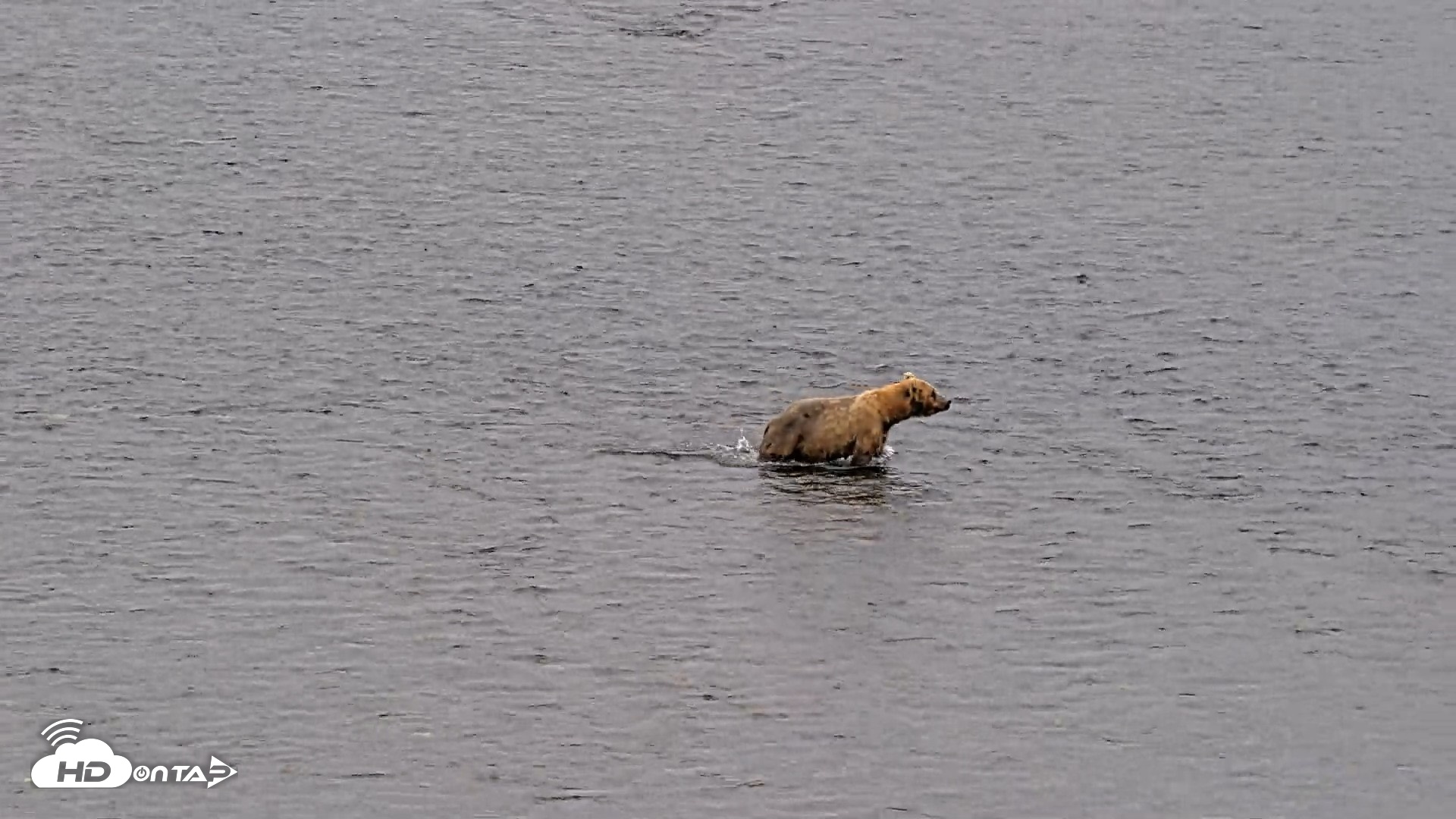 Snapshot of Kodiak Alaska Brown Bears Live Webcam taken Aug 6, 2026, 10:21am AKDT