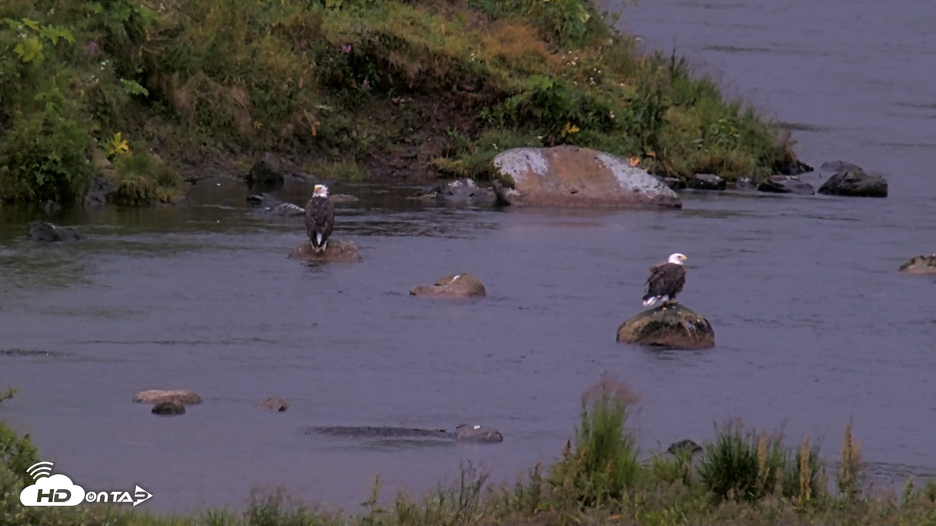 Snapshot of Kodiak Alaska Brown Bears Live Webcam taken Aug 16, 2026, 7:28am AKDT