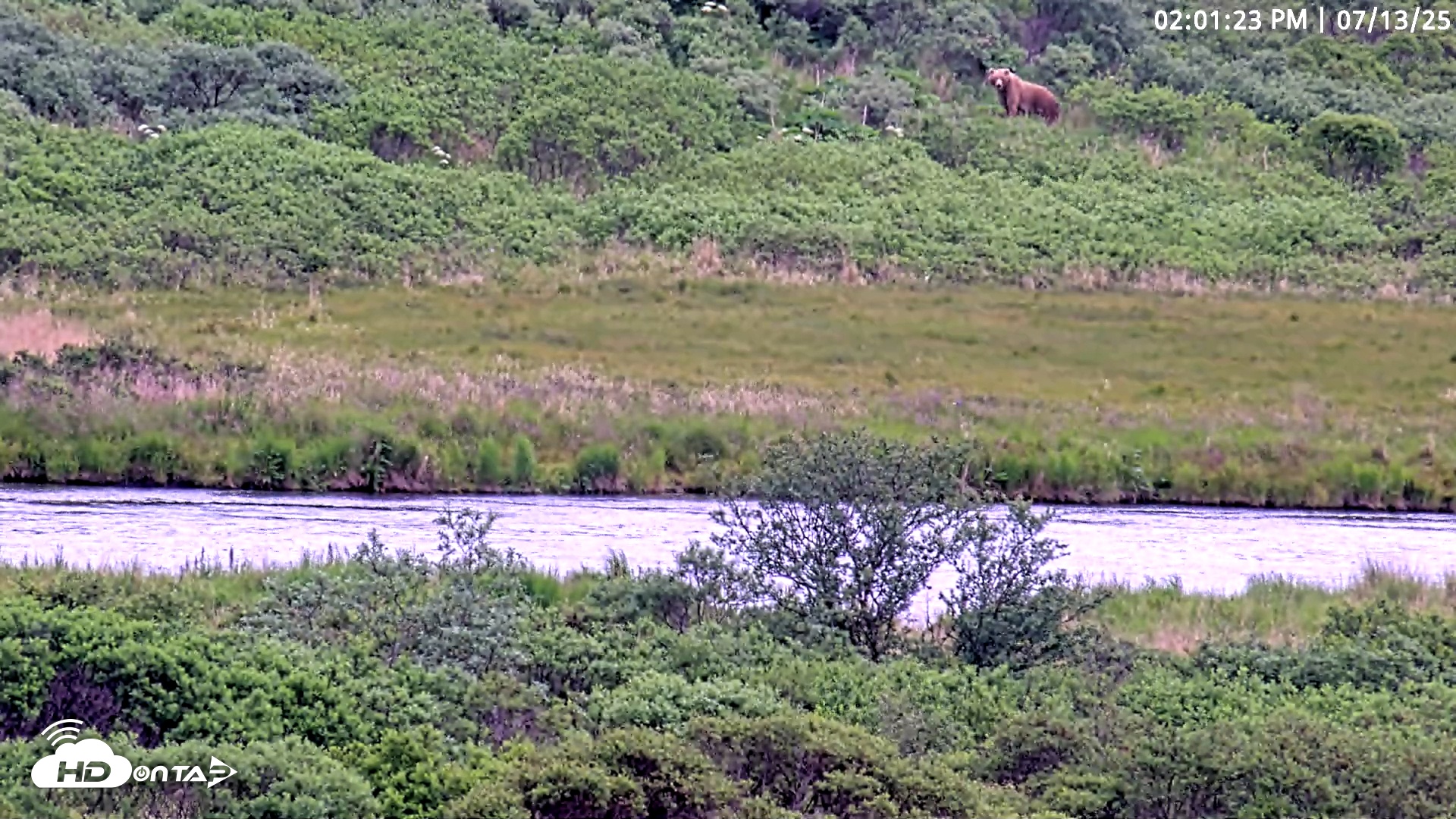 Snapshot of Kodiak Alaska Brown Bears Live Webcam taken Jul 13, 2025, 2:01pm AKDT