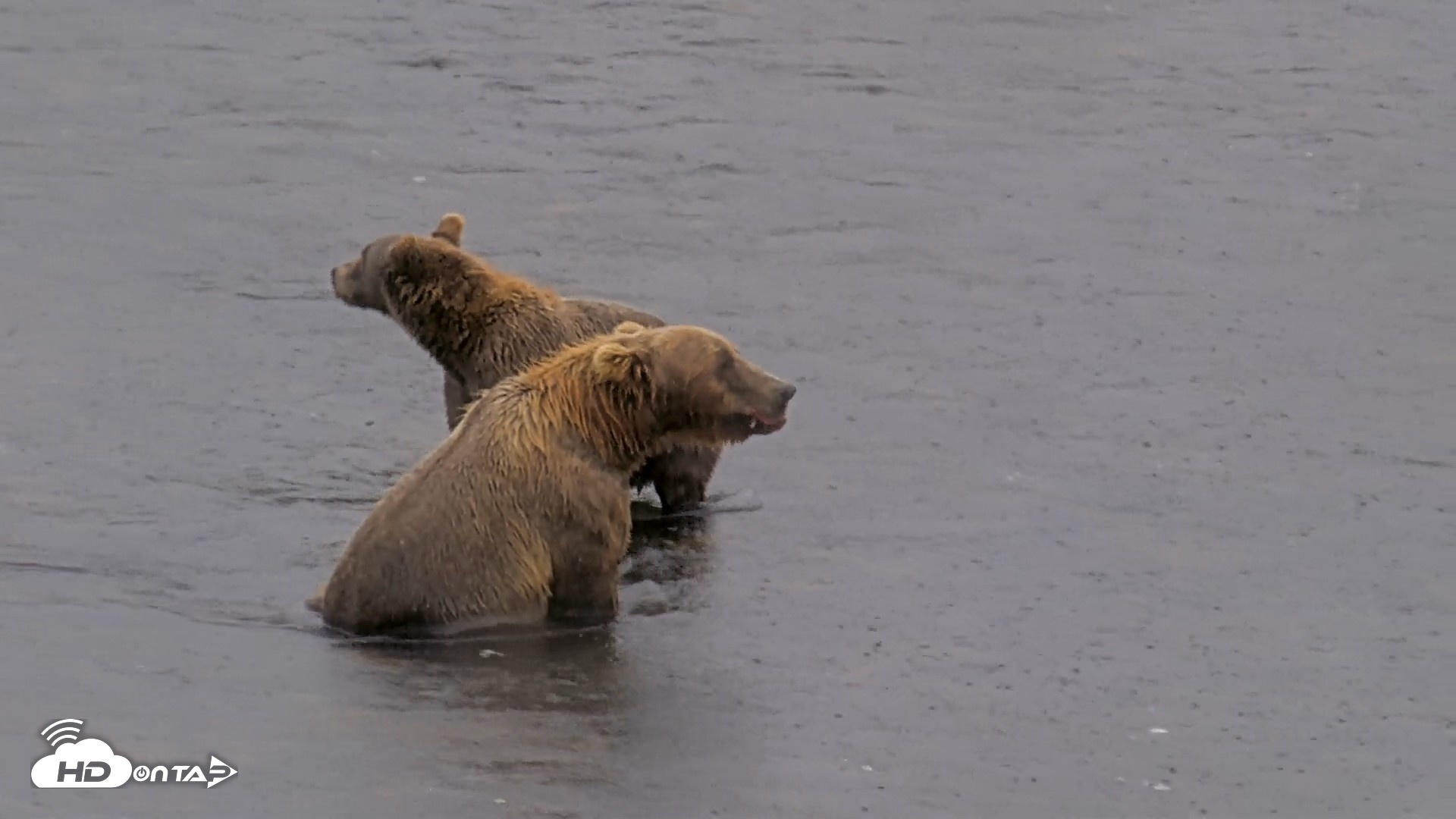 Snapshot of Kodiak Alaska Brown Bears Live Webcam taken Aug 16, 2026, 2:56pm AKDT